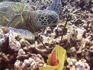 picture27.jpg - 30091 Bytes