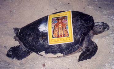 picture28.jpg - 21742 Bytes